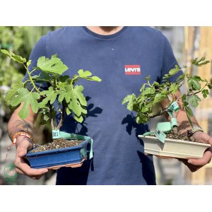 Figovník jedlý (Ficus carica) - výška 25+ cm, BONSAJ MISA